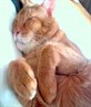 my leisure cat :)