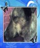My doggy