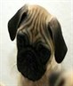 My Dream Dog :D