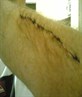 Stitches 