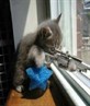 my cat taking out next doors dog 