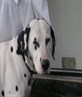 ma sexy dog zeus!!