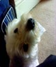 My doggie Lulu