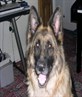 my doggy ellie