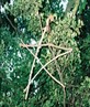 Pentagram in tree at Coldrum