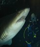 Shark dive in Oz '06
