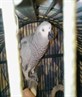my parrot!