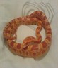 Keekey, my beautiful amelanastic corn snake