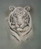 My Art : White Tiger
