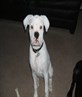 Rosie my white boxer pup now 7 months old :-)