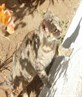 my spanish puddy cat