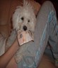 my dog nd her money