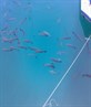 check out the fish