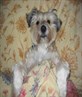 My Pooch awwww