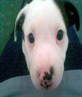 My dog Marley