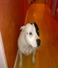 molly