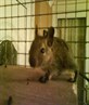 a baby Degu!
