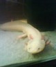 axolotl
