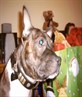 Hollie me lil dog !
