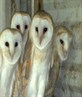 BARNOWLS