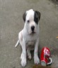 BUSTER