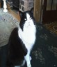 My cat max looking all proud!