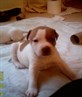 Bailey - puppy