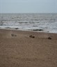 out at the beach on anice winters day
