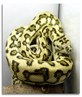 I want this snake