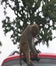 cheeky monkey