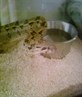 my monty