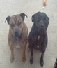 Diesel and Jessie