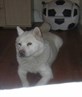 mi baby dog xxxx