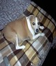 Patch, My gorgeous dog.