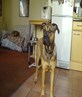 my ruby at 9 months old
