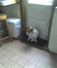 my dog pedro x