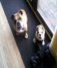 my 2 bullys