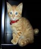 my cat.. alexia