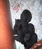 puppies