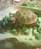 my ikkle baby tortoise....Herbie!