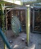 Peacock lol
