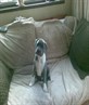 me dog chillin in da kitchin