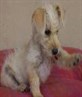 me puppy, awww look at her she soooo cuteeee