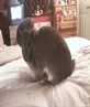 ma bunny moo
