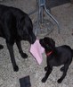 Alko and Sam fighting over my pink fluffy hat