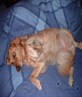 my mutt