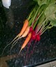 Carrots and beets from the garden