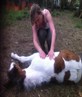 Spoilt foal rollin over for belly rub lol X