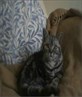 my baby Oski!