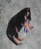 pets and owners are similar